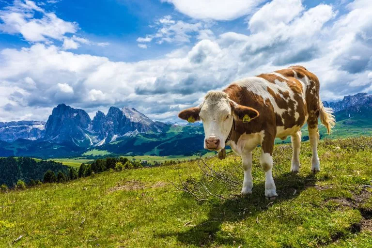 Cow in kastelruth pastures