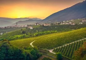 Veneto wijngaarden