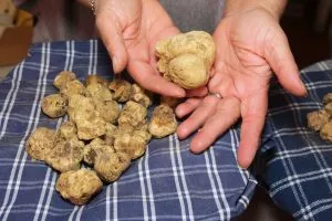 White truffels
